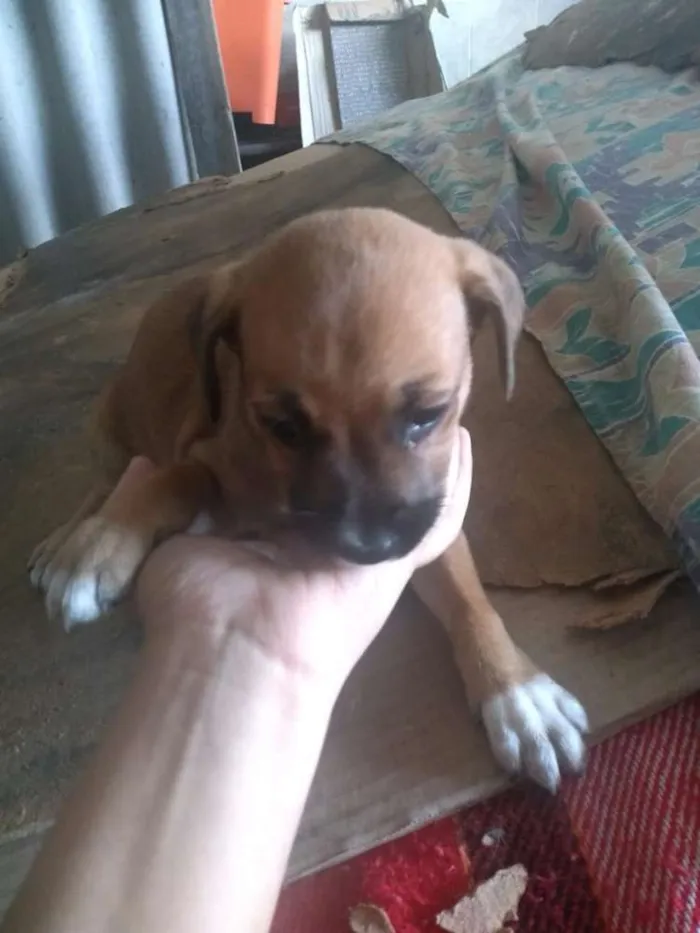 Cachorro ra a SRD idade 2 a 6 meses nome Sem Nome