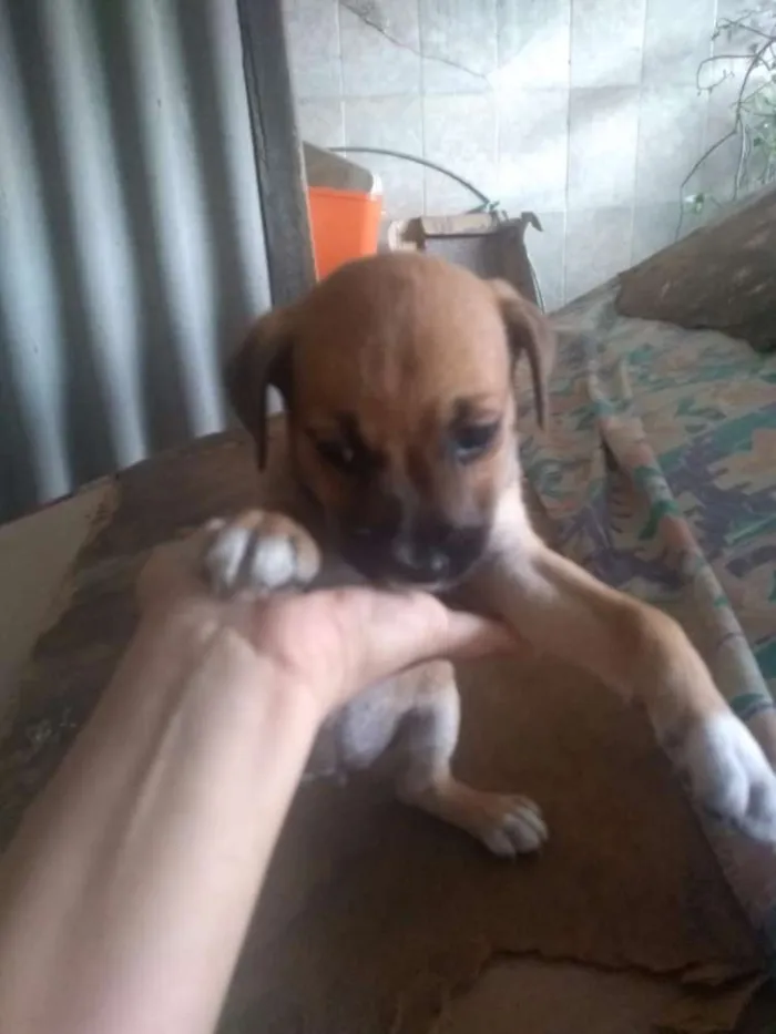 Cachorro ra a SRD idade 2 a 6 meses nome Sem Nome