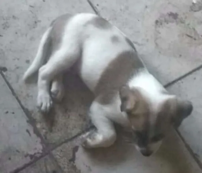 Cachorro ra a SRD idade 2 a 6 meses nome Sem Nome