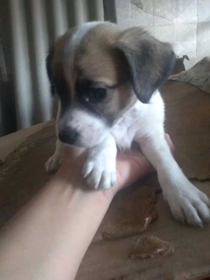 Cachorro ra a SRD idade 2 a 6 meses nome Sem Nome
