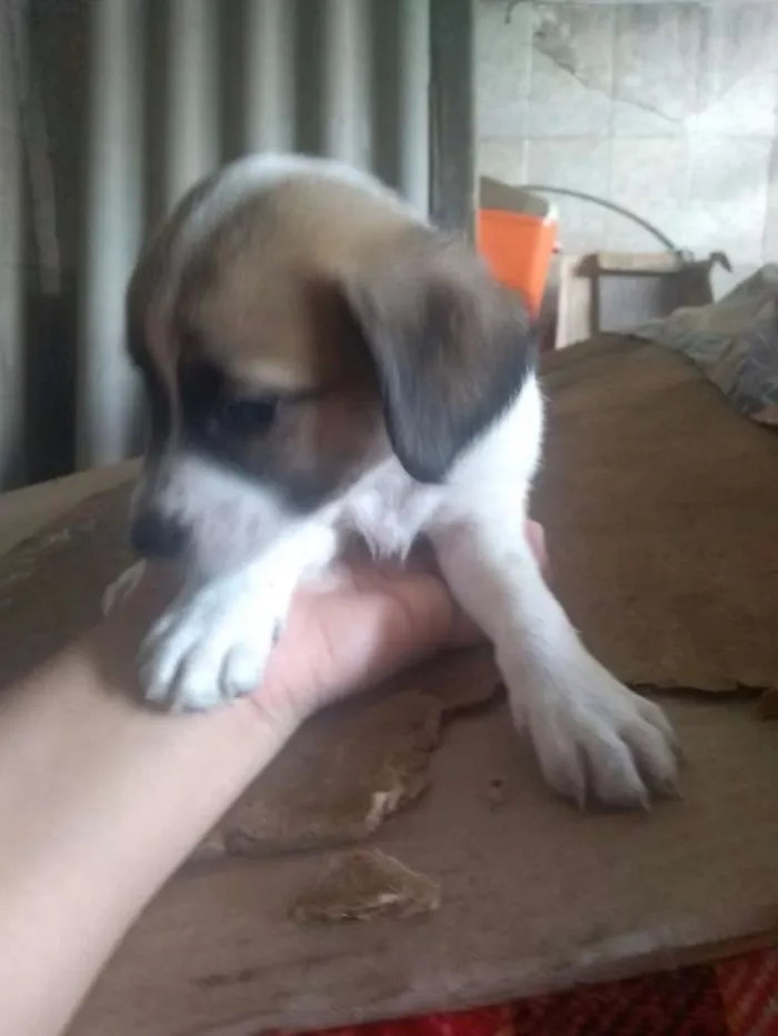 Cachorro ra a SRD idade 2 a 6 meses nome Sem Nome