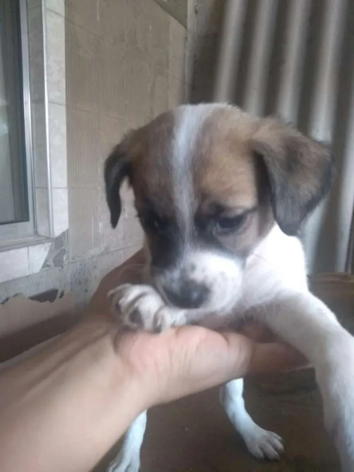 Cachorro ra a SRD idade 2 a 6 meses nome Sem Nome