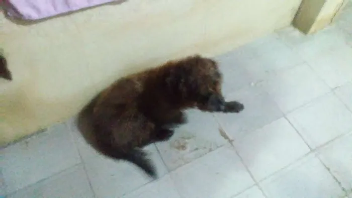 Cachorro ra a Sem raça definida idade 3 anos nome Hulk
