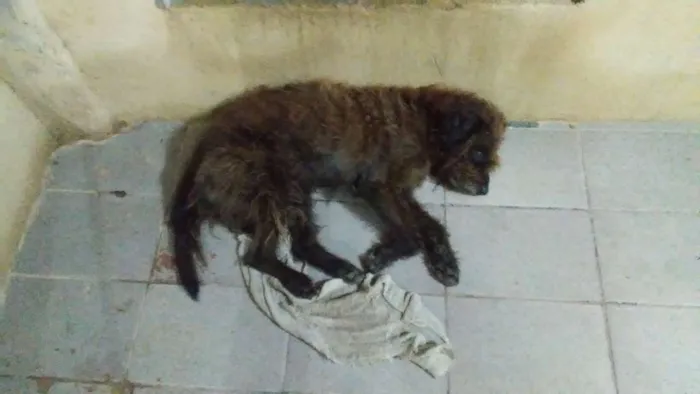 Cachorro ra a Sem raça definida idade 3 anos nome Hulk
