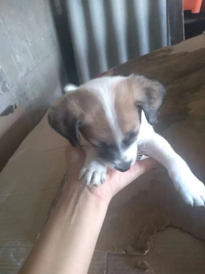 Cachorro ra a SRD idade 2 a 6 meses nome Sem Nome