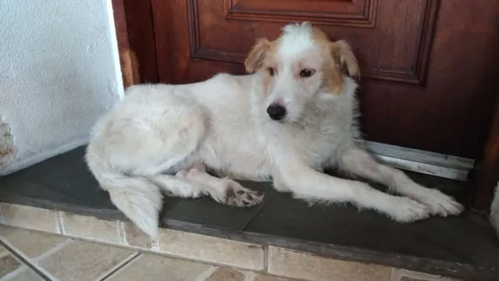Cachorro ra a srd idade 2 anos nome Branca