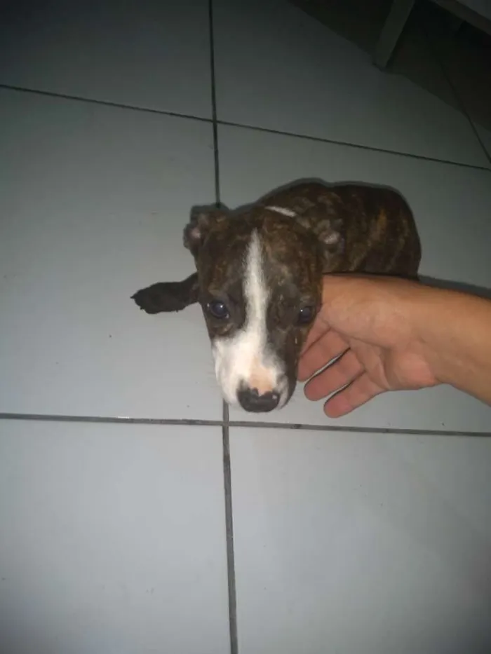 Cachorro raça Pitbull idade 2 a 6 meses nome Thuca