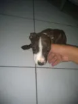 Thuca