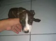 Thuca