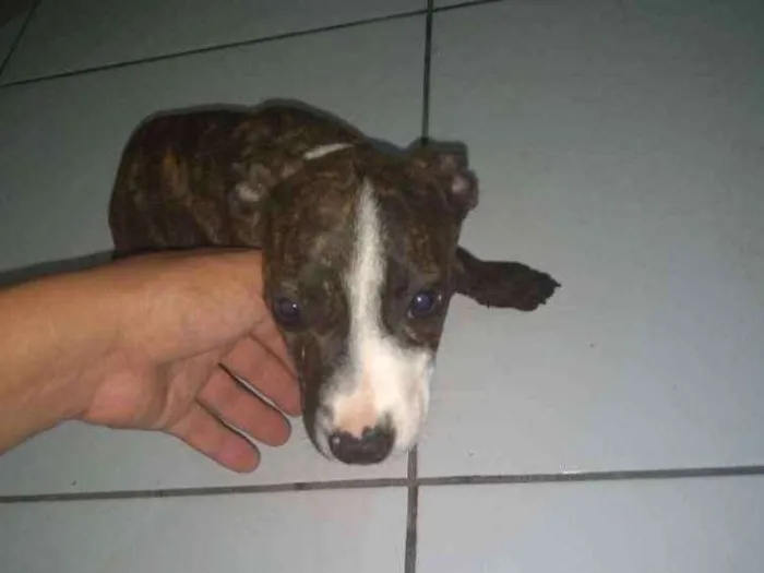 Cachorro raça Pitbull idade 2 a 6 meses nome Thuca