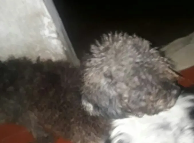 Cachorro ra a Srd idade 2 anos nome Isabela e canjica he
