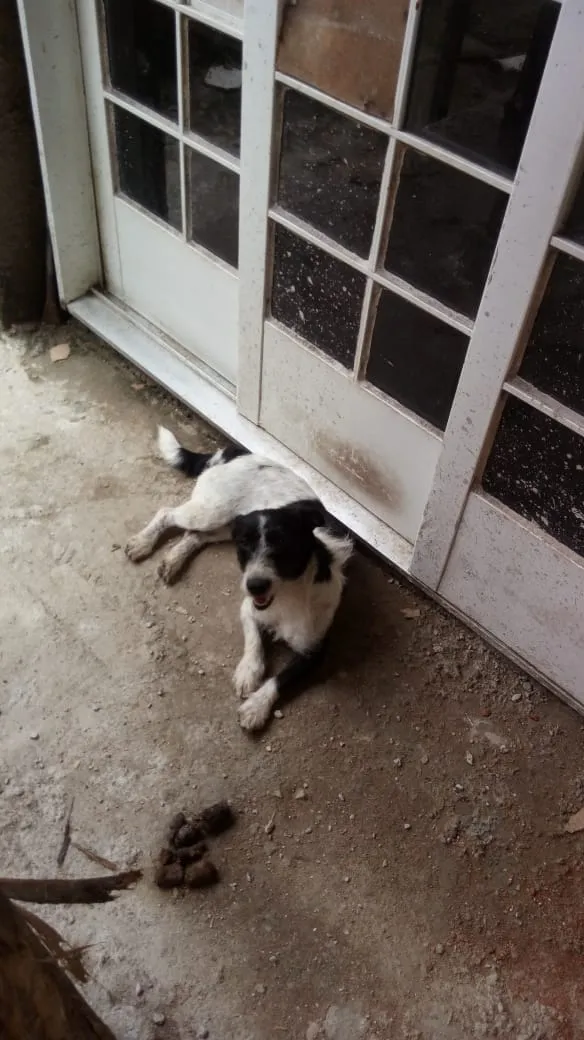 Cachorro ra a Srd idade 2 anos nome Isabela e canjica he