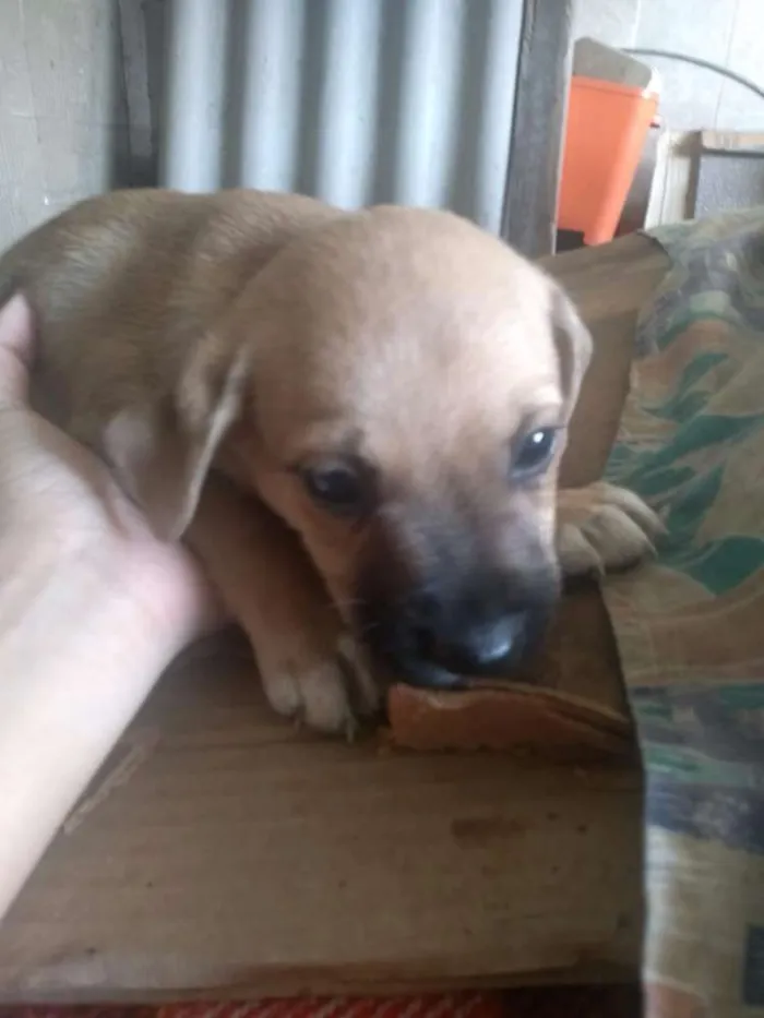 Cachorro ra a SRD idade 2 a 6 meses nome Sem Nome