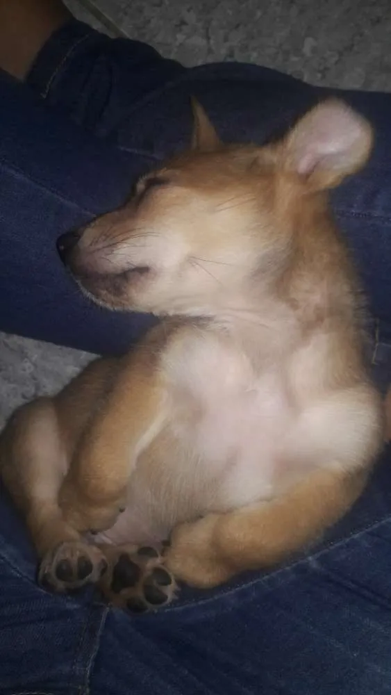 Cachorro ra a Não sei  idade 2 a 6 meses nome Felipe