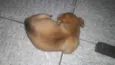 Felipe