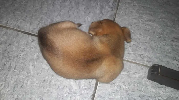Cachorro ra a Não sei  idade 2 a 6 meses nome Felipe