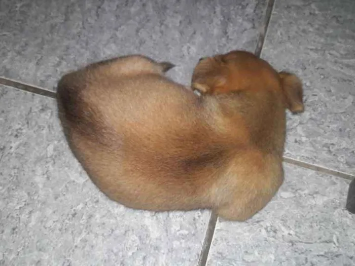 Cachorro ra a Não sei  idade 2 a 6 meses nome Felipe
