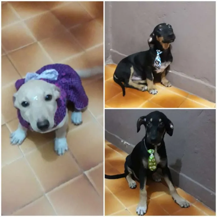 Cachorro ra a SRD idade 2 a 6 meses nome Luck, Caramelo e Dib