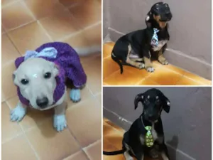 Cachorro raça SRD idade 2 a 6 meses nome Luck, Caramelo e Dib