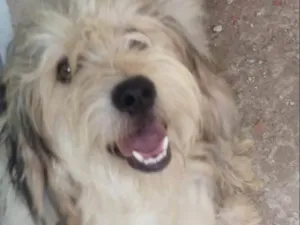 Cachorro raça Srd idade 2 anos nome Isabela e canjica he