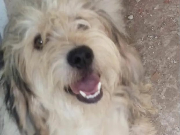 Cachorro ra a Srd idade 2 anos nome Isabela e canjica he