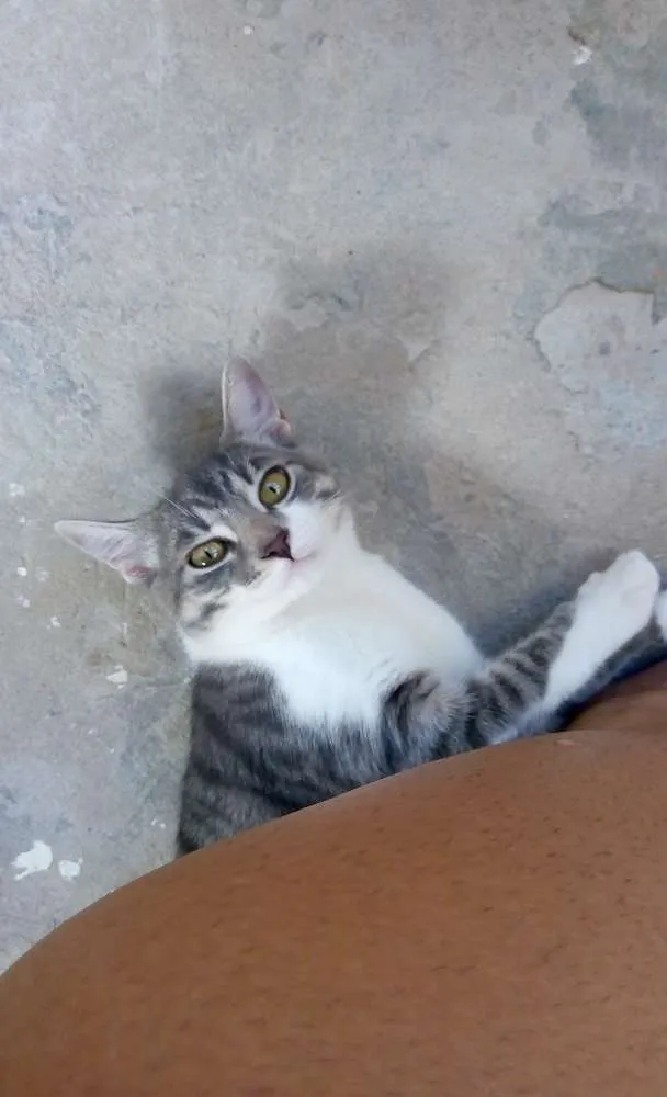 Gato raça SRD idade 2 a 6 meses nome Kiara