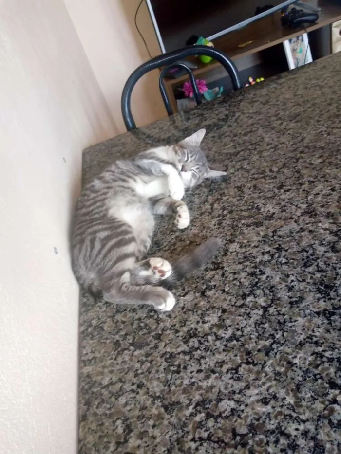 Gato raça SRD idade 2 a 6 meses nome Kiara