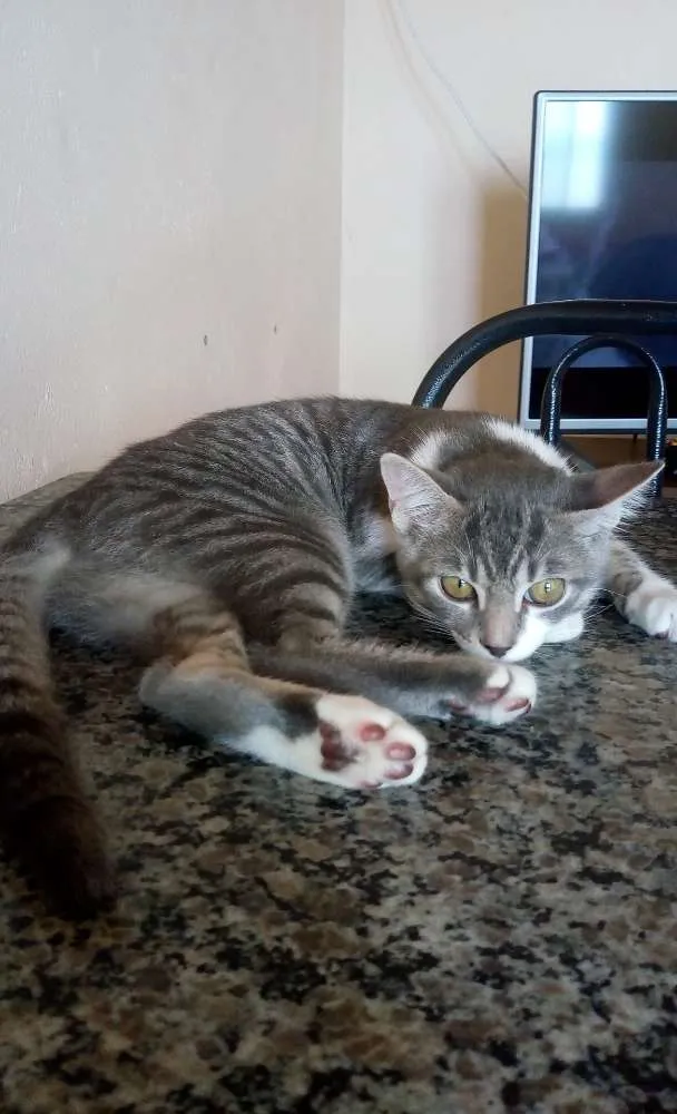 Gato raça SRD idade 2 a 6 meses nome Kiara
