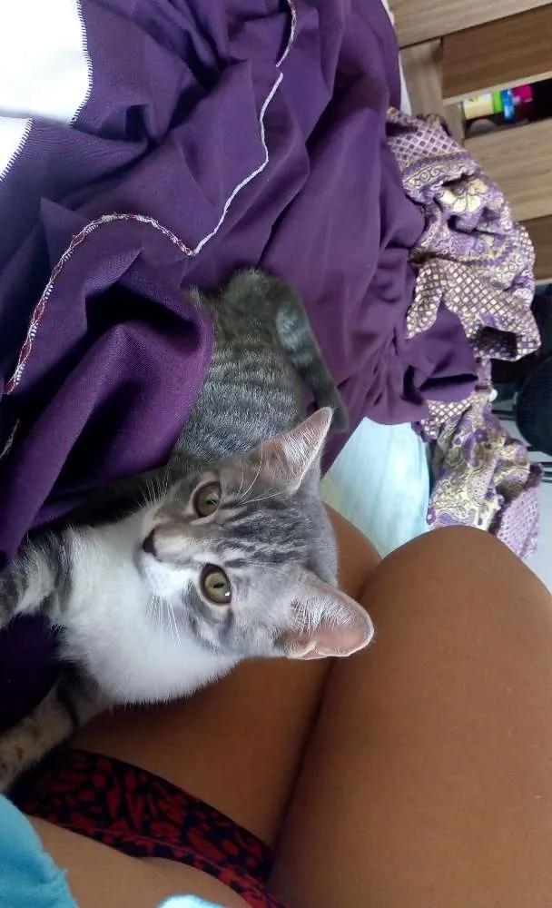 Gato raça SRD idade 2 a 6 meses nome Kiara