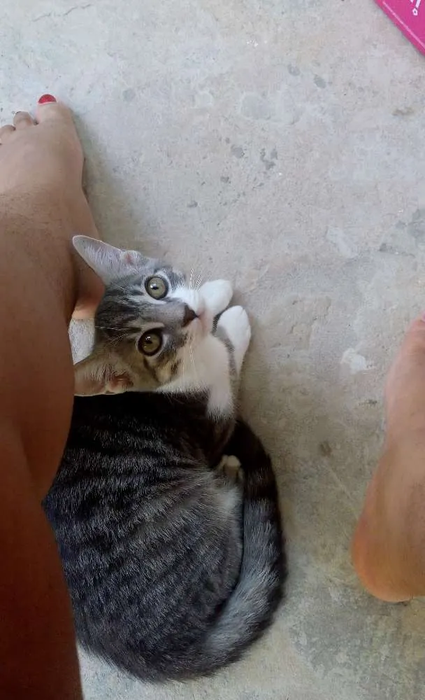 Gato raça SRD idade 2 a 6 meses nome Kiara