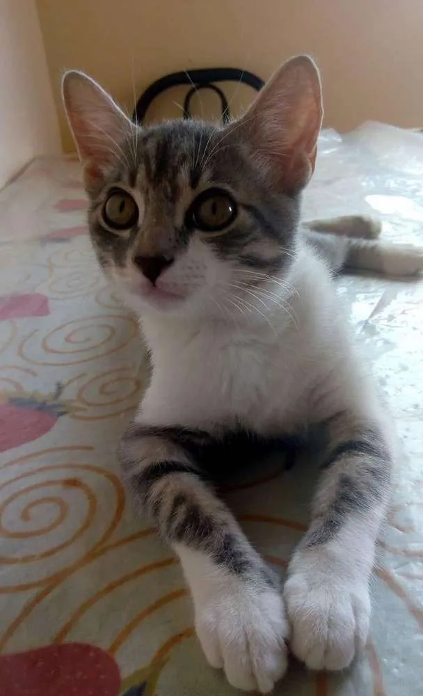 Gato raça SRD idade 2 a 6 meses nome Kiara
