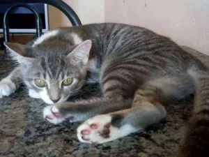 Gato raça SRD idade 2 a 6 meses nome Kiara
