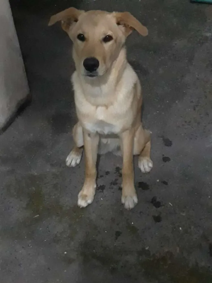 Cachorro ra a Srd idade 7 a 11 meses nome Amora