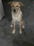 Amora