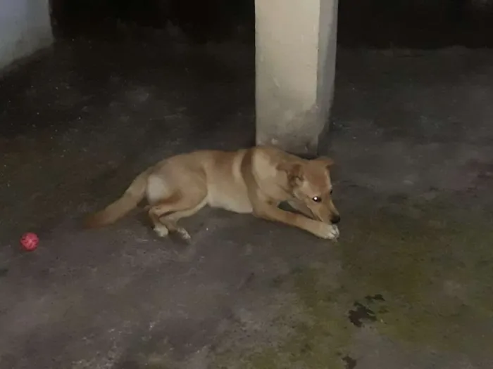 Cachorro ra a Srd idade 7 a 11 meses nome Amora