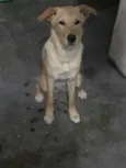 Amora