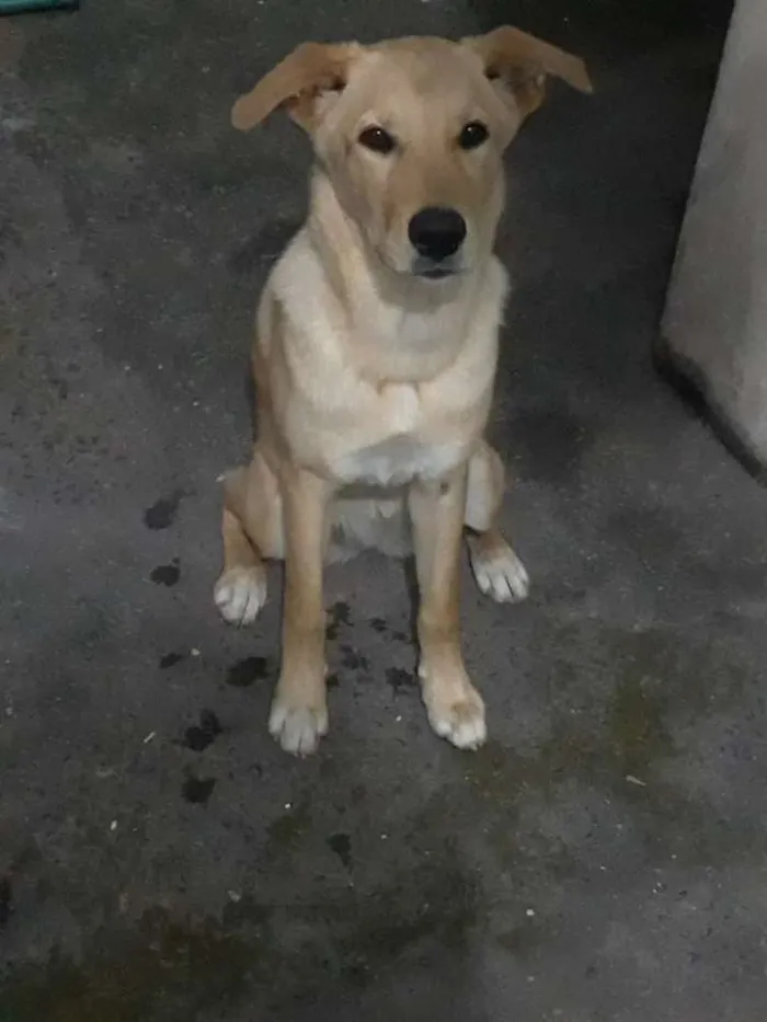 Cachorro ra a Srd idade 7 a 11 meses nome Amora