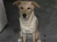 Amora