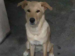 Cachorro raça Srd idade 7 a 11 meses nome Amora