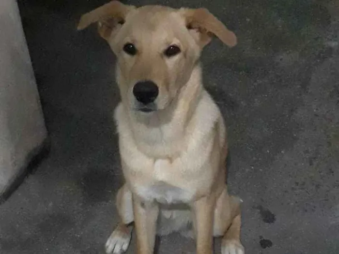 Cachorro ra a Srd idade 7 a 11 meses nome Amora
