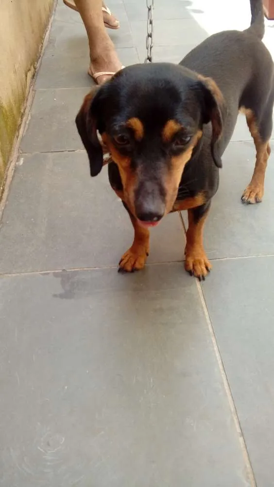Cachorro ra a dauschnd idade 1 ano nome Raya