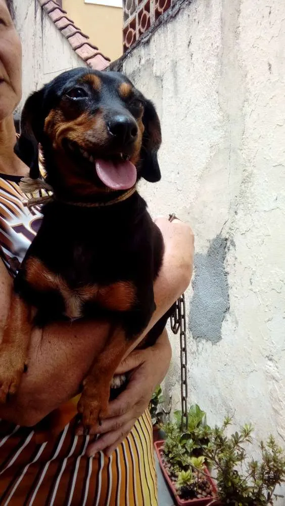 Cachorro ra a dauschnd idade 1 ano nome Raya