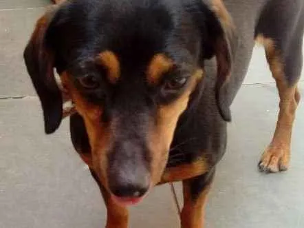 Cachorro ra a dauschnd idade 1 ano nome Raya