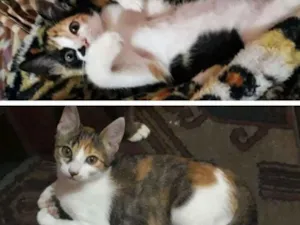 Gato raça Felino idade 2 a 6 meses nome Bela e Anghel