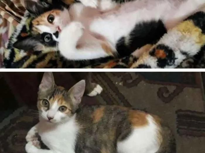 Gato ra a Felino idade 2 a 6 meses nome Bela e Anghel