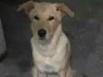 Amora