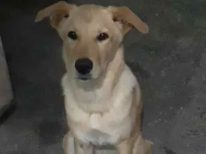 Cachorro raça Srd idade 7 a 11 meses nome Amora