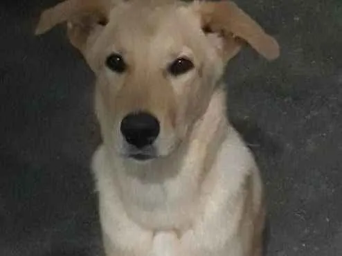 Cachorro ra a Srd idade 7 a 11 meses nome Amora