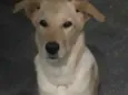 Amora