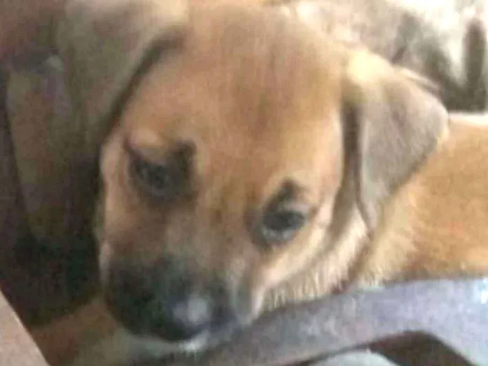 Cachorro ra a SRD idade 2 a 6 meses nome Sem Nome